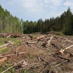 В області діятиме мораторій на вирубку лісів 